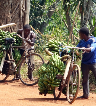 Uganda Erleben – Gorilla-Safaris & Naturwunder